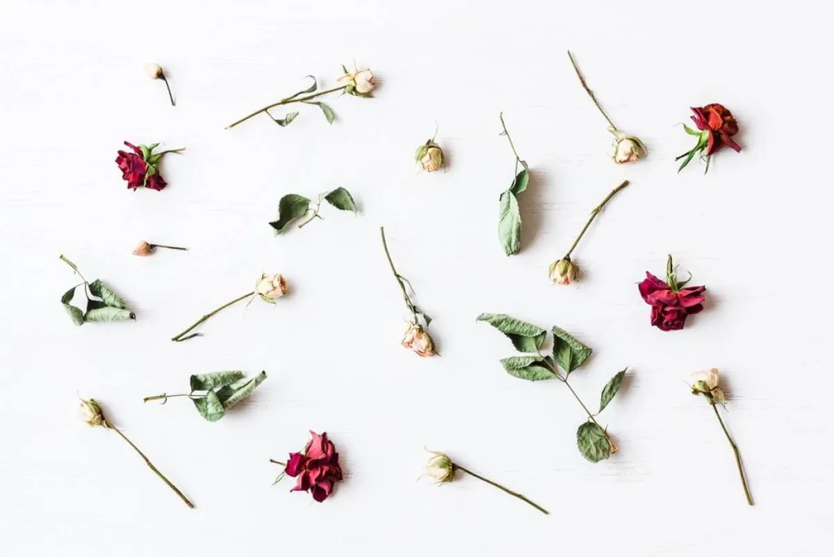 الورد، أثناء التجفيف