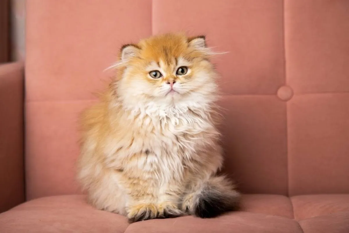 قطة تستريح على الأريكة