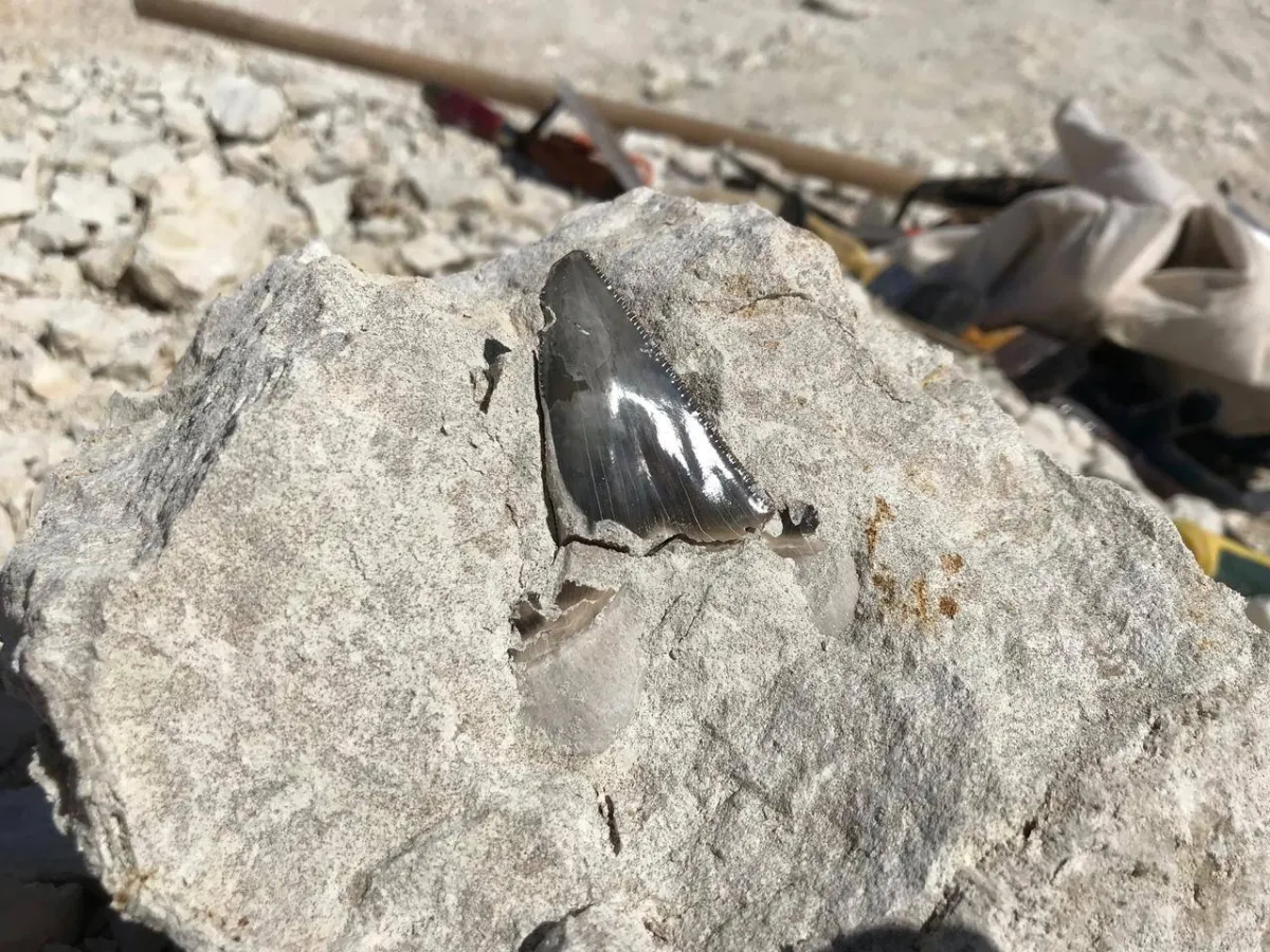 الجيولوجية