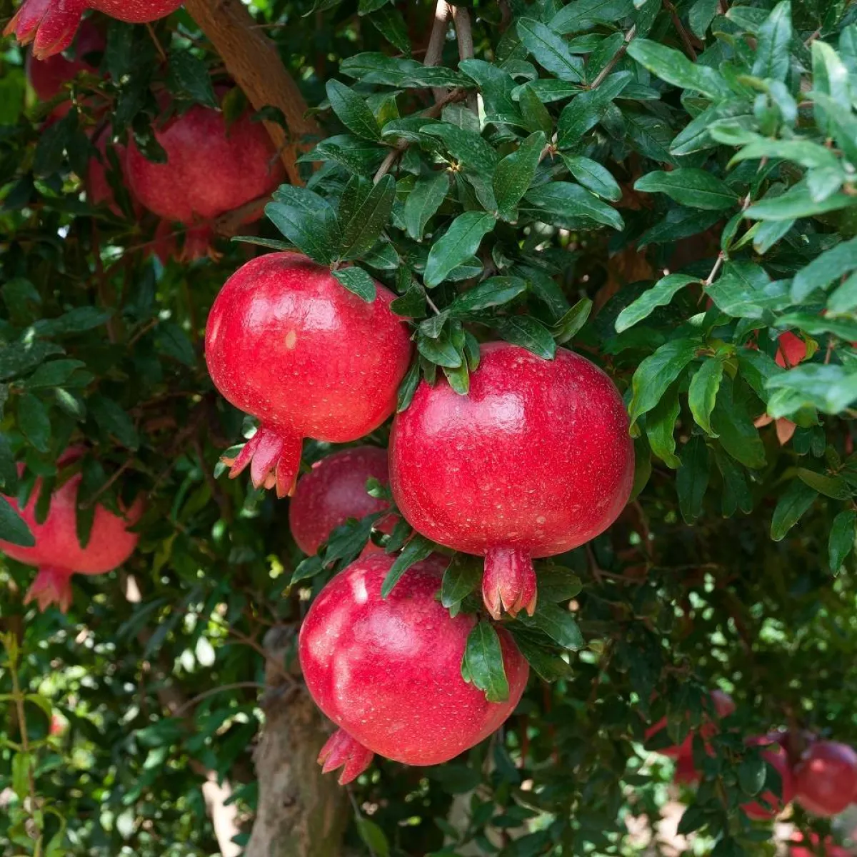 صورة لحبات الرمان متدلية