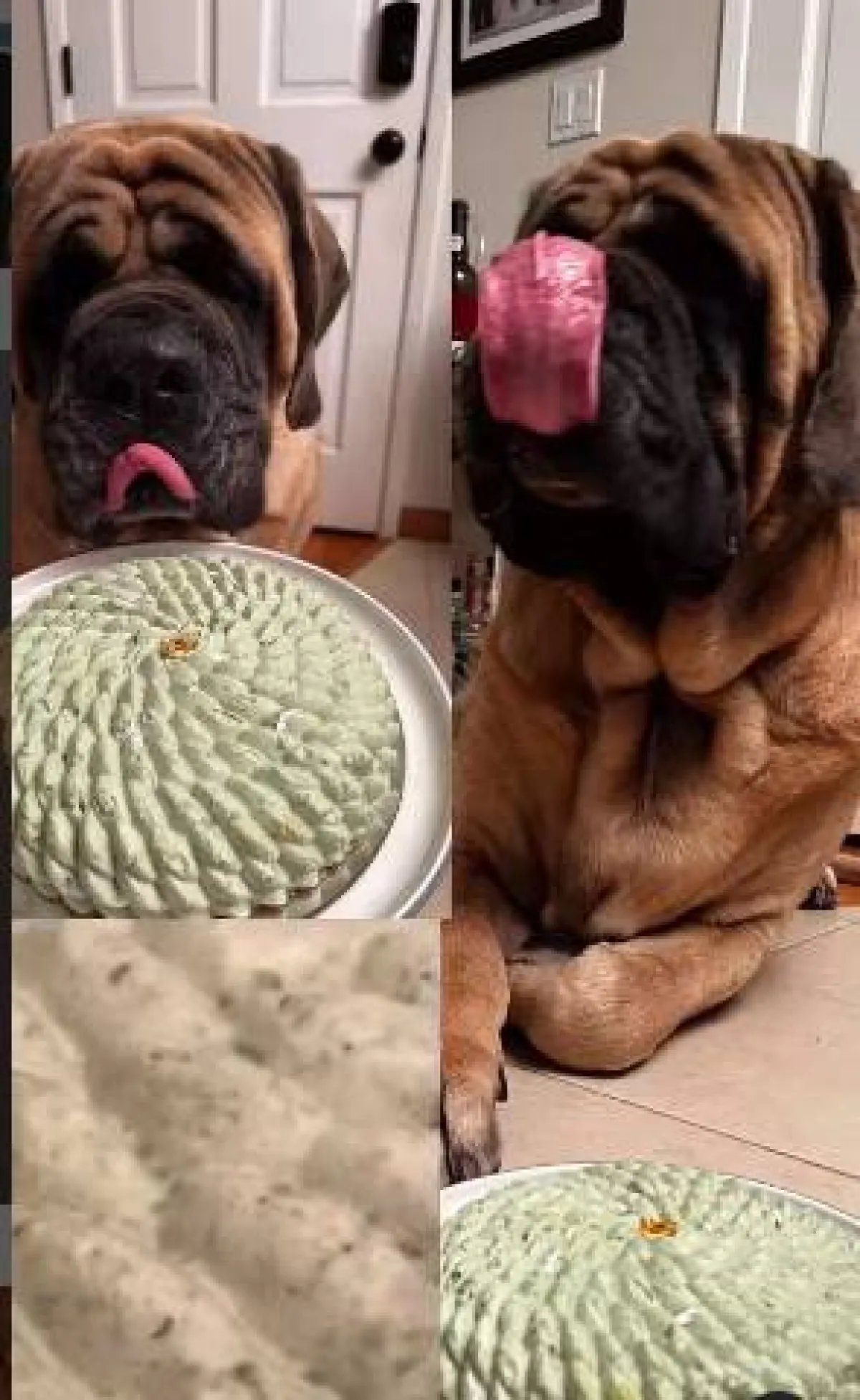 مطعم يقدم أكل للكلاب