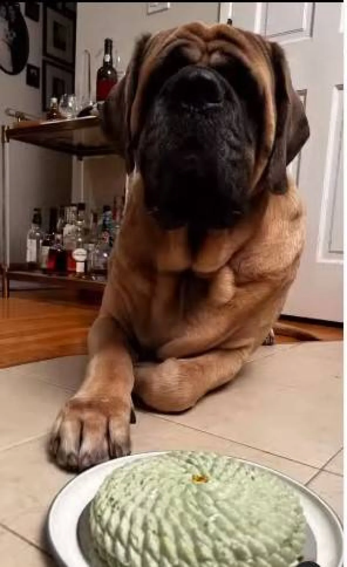 مطعم يقدم أكل للكلاب