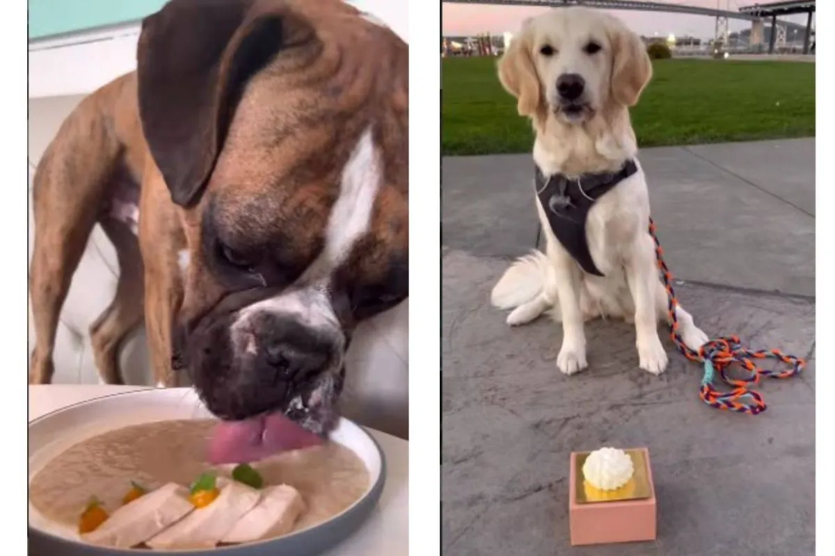 مطعم يقدم أكل للكلاب