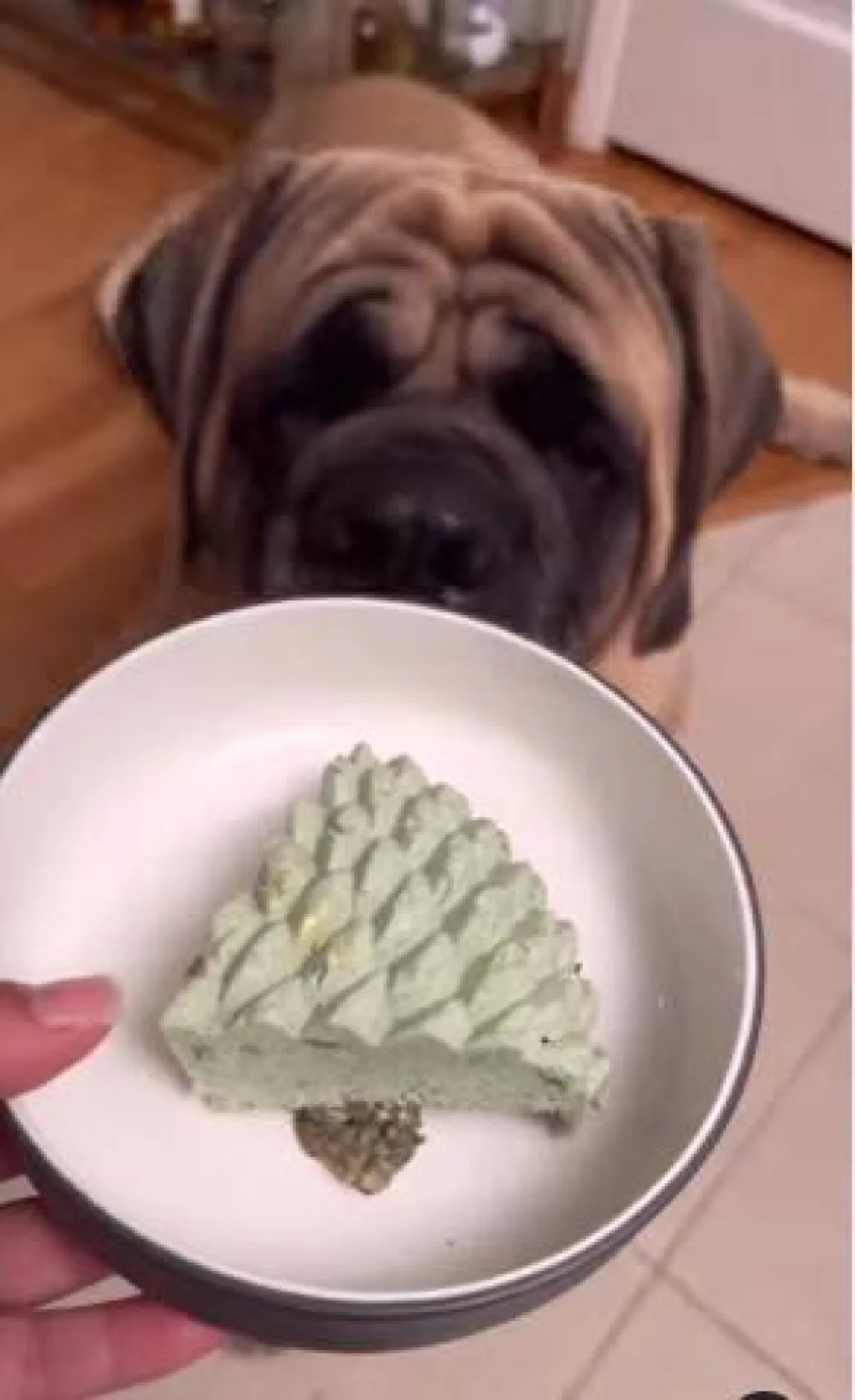 مطعم يقدم أكل للكلاب