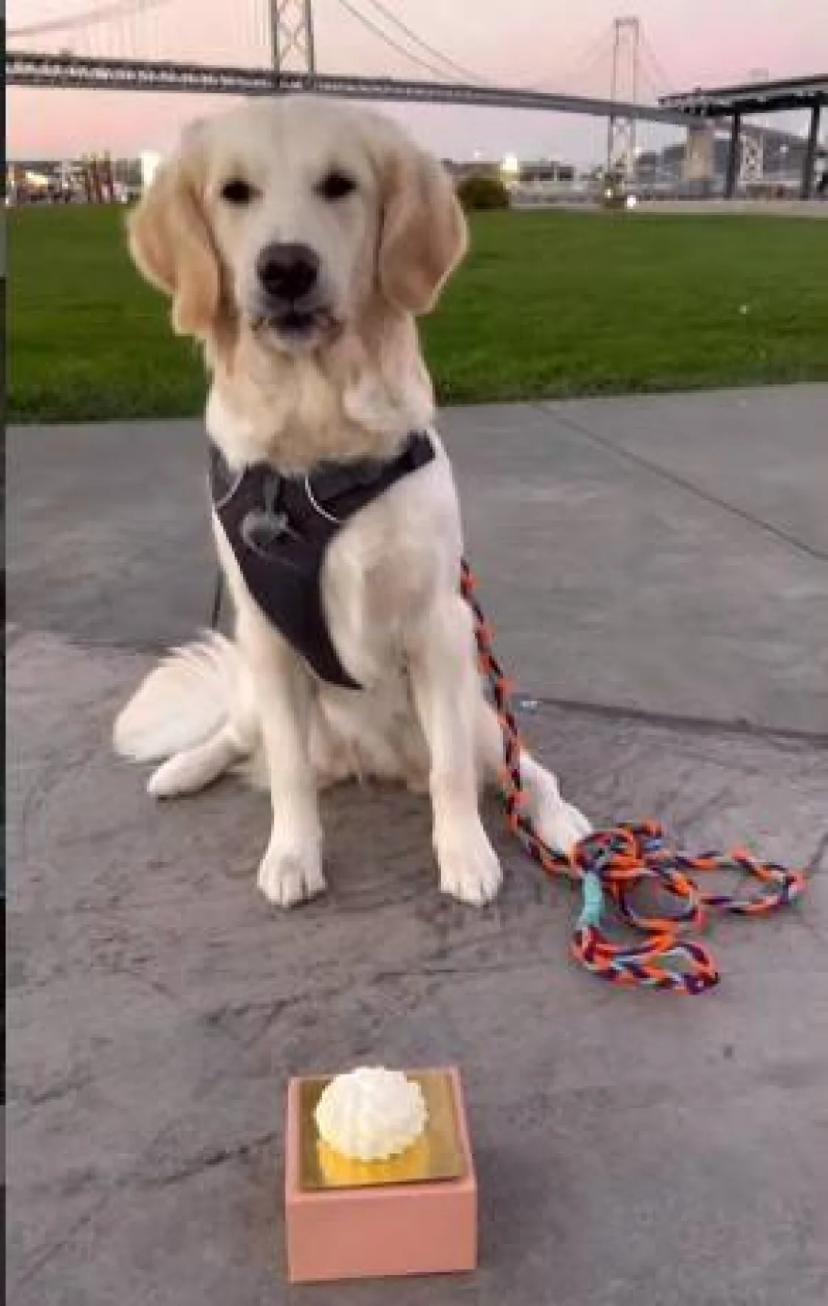 مطعم يقدم أكل للكلاب