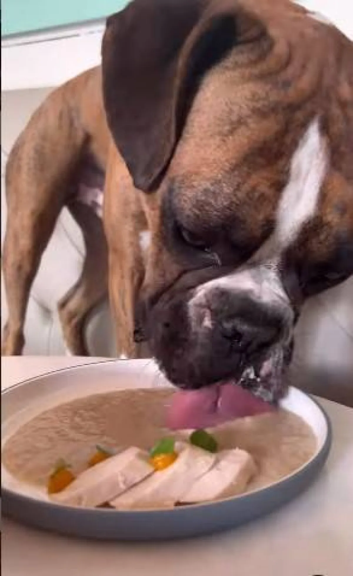 مطعم يقدم أكل للكلاب