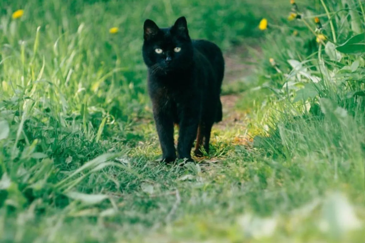 القطة السوداء