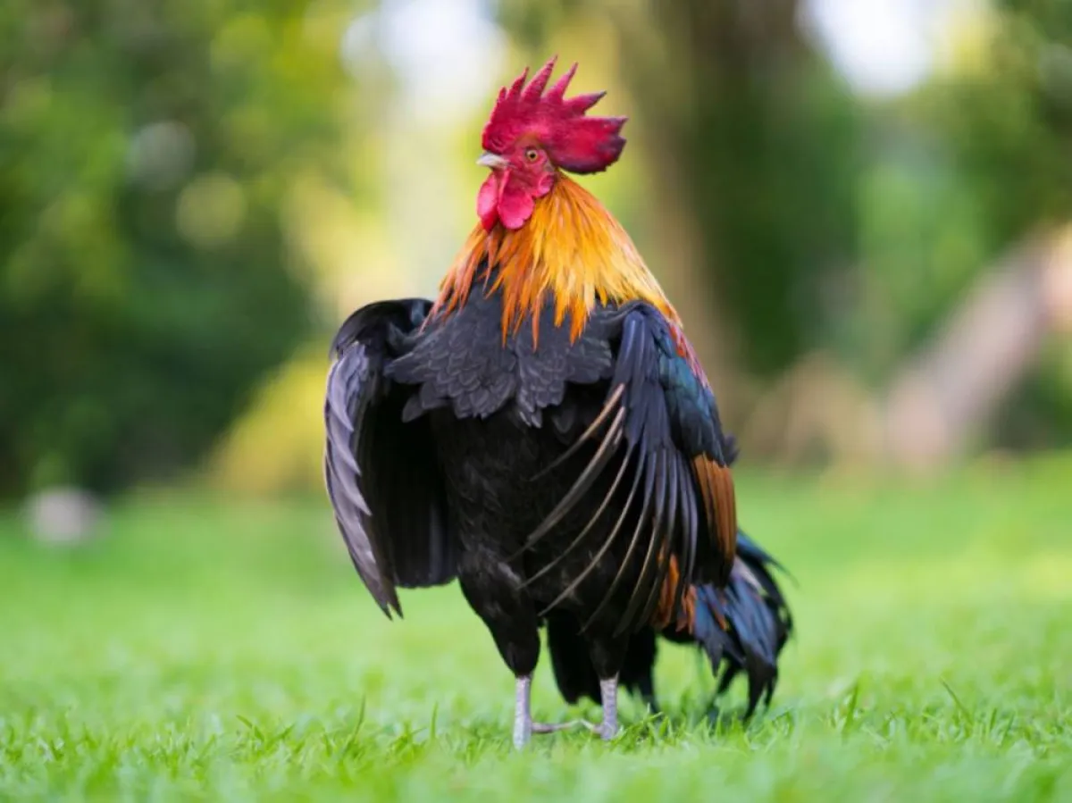 حبس ديك في حجرة عازلة للصوت