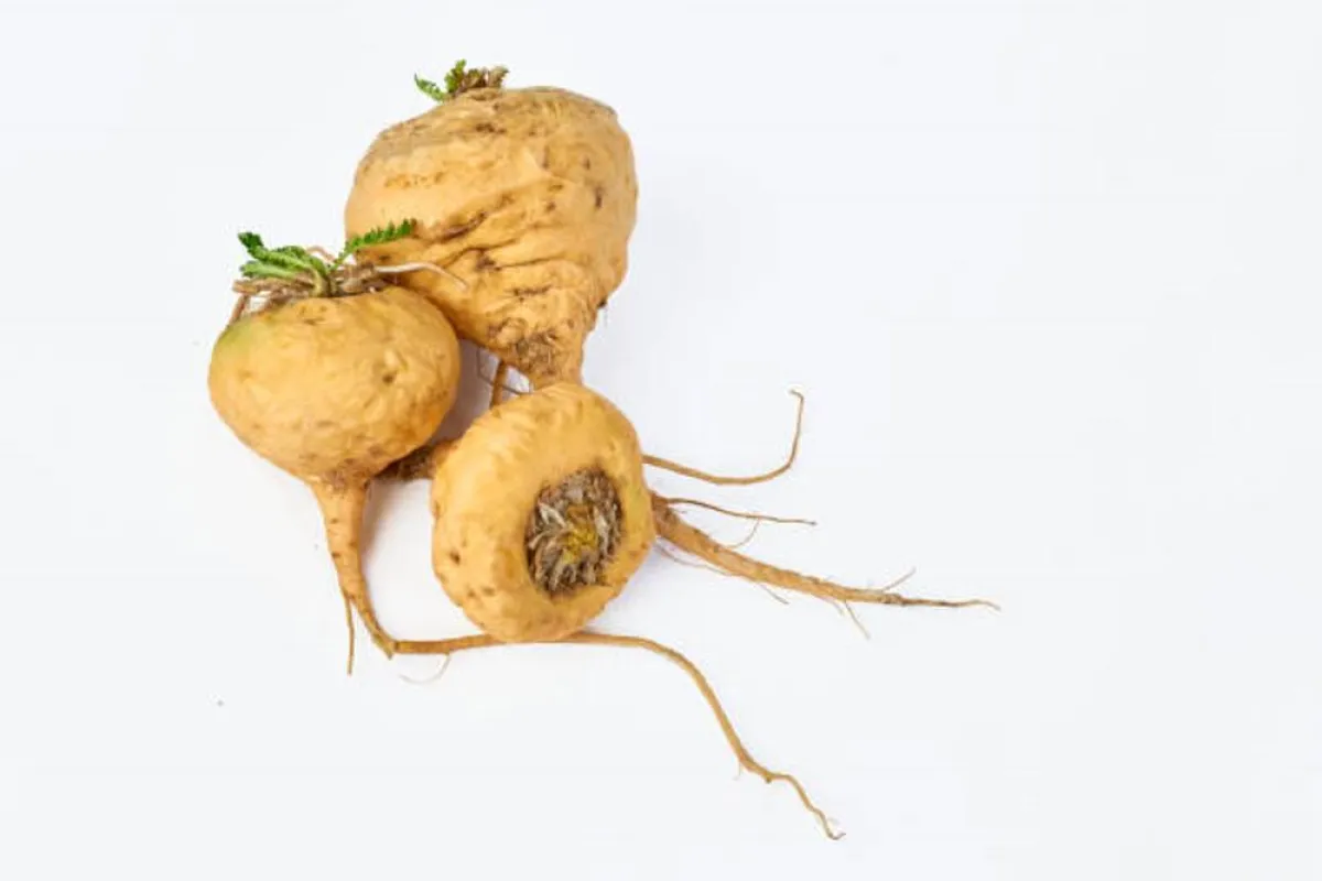 صورة لجذور عشبة الماكا