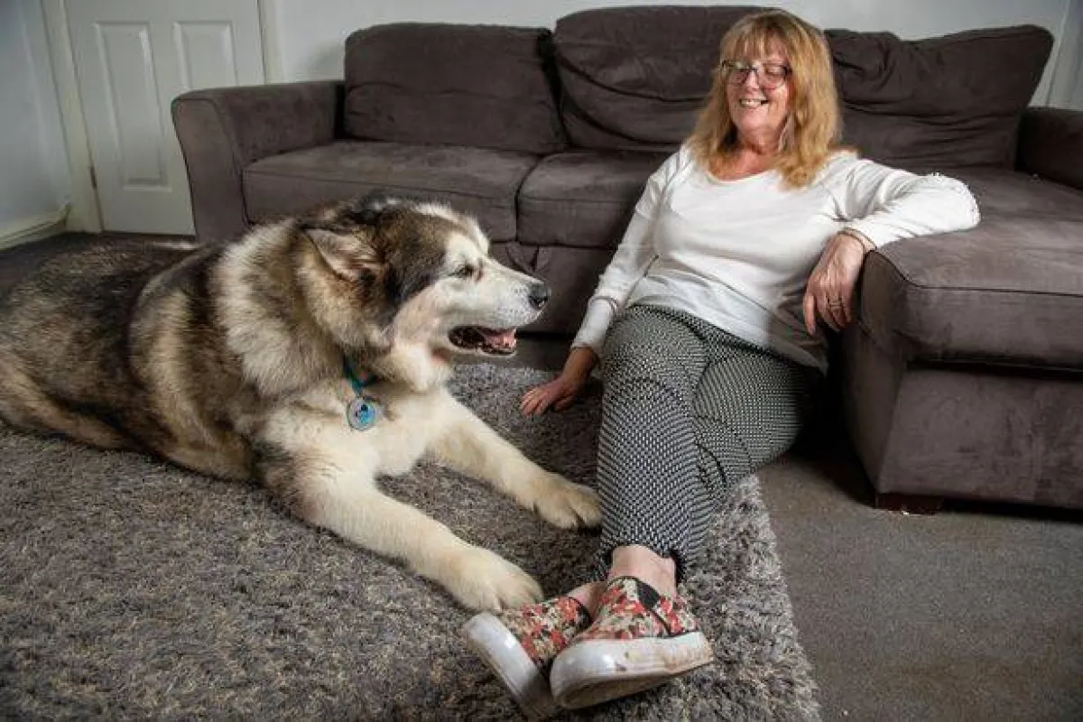 الكلب ستورم