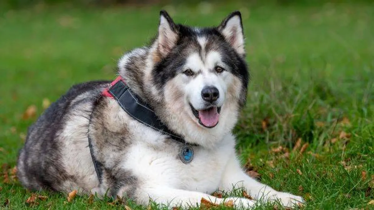 الكلب ستورم