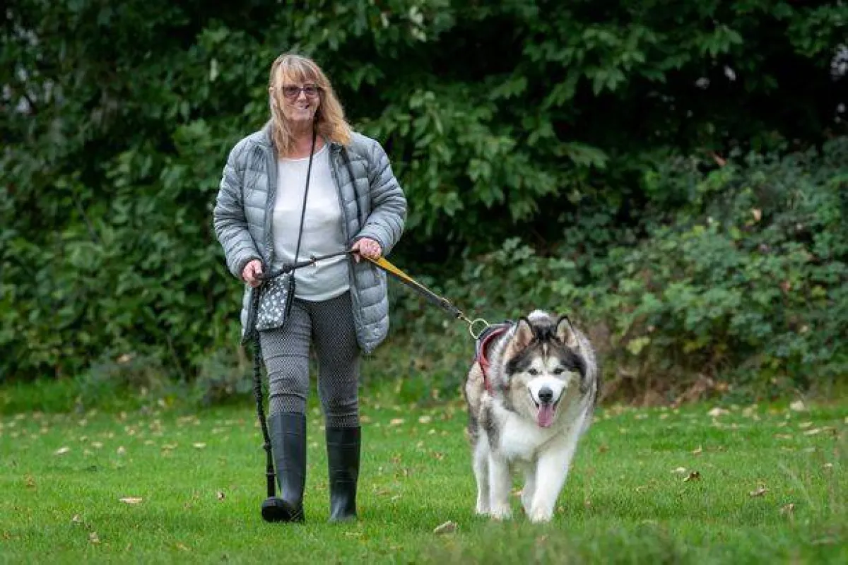 الكلب ستورم