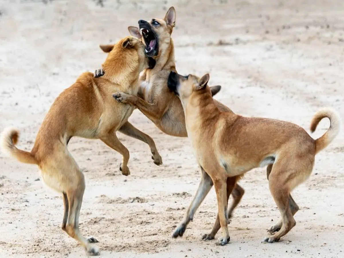 أعراض عضة الكلب المسعور