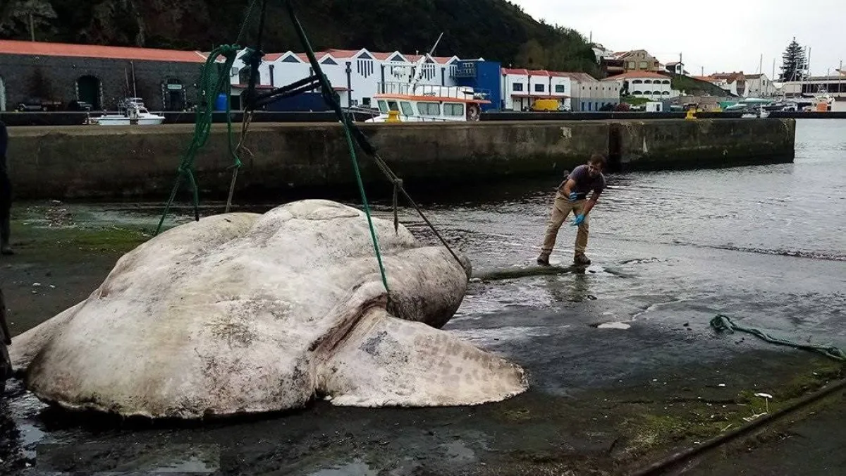 صورة لسمكة الشمس العملاقة