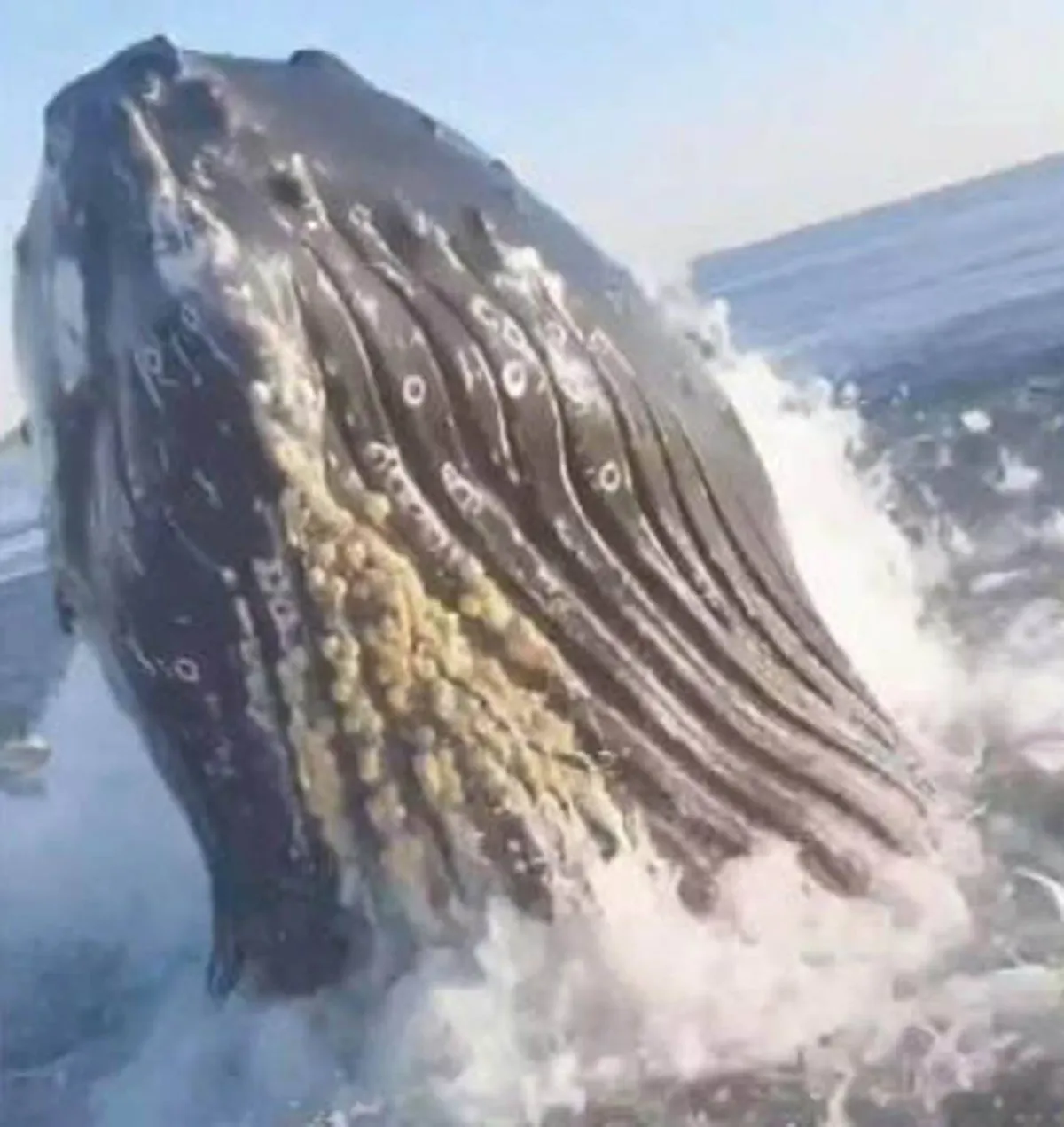 حوت أحدب يفاجئ أباً وابنه خلال رحلة صيد