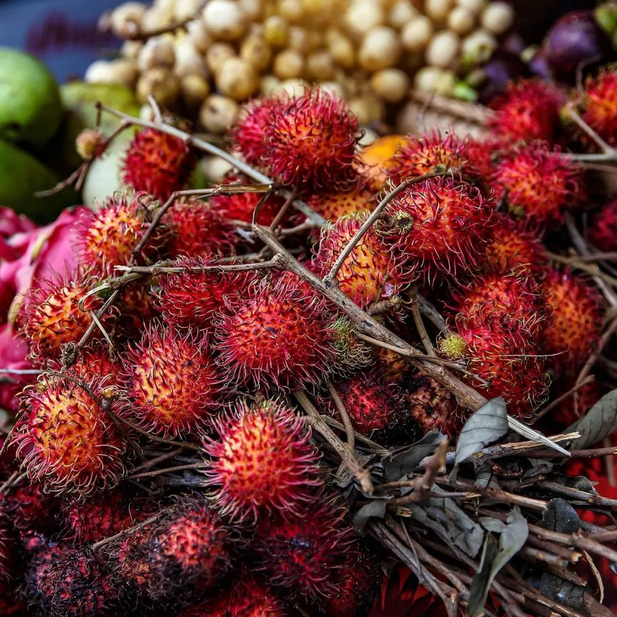 صورة لثمار الرامبوتان اللذيذة