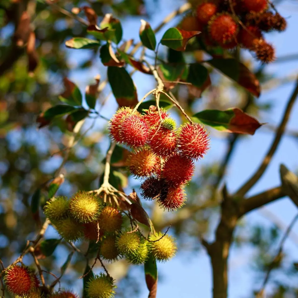 صورة لثمار الرامبوتان