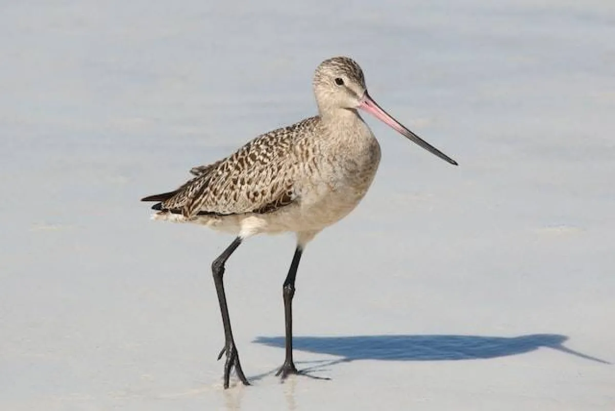 الطائر غوديت