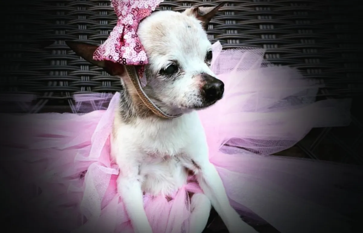 نفوق الكلبة الأكبر سناً في العالم عن عمر يناهز 22 عاماً