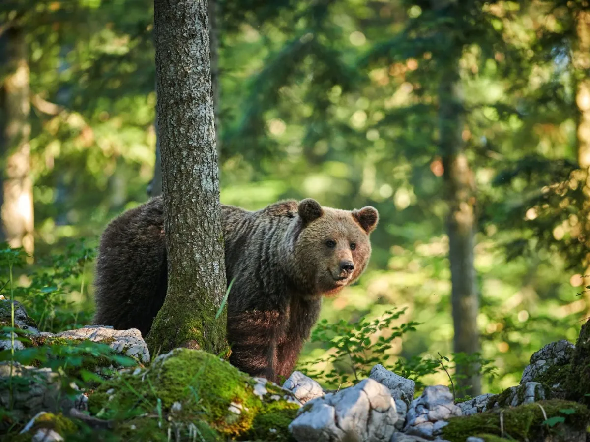 العثور على أكبر دب في العالم