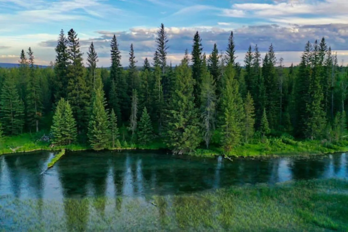 الجزيرة الخضراء