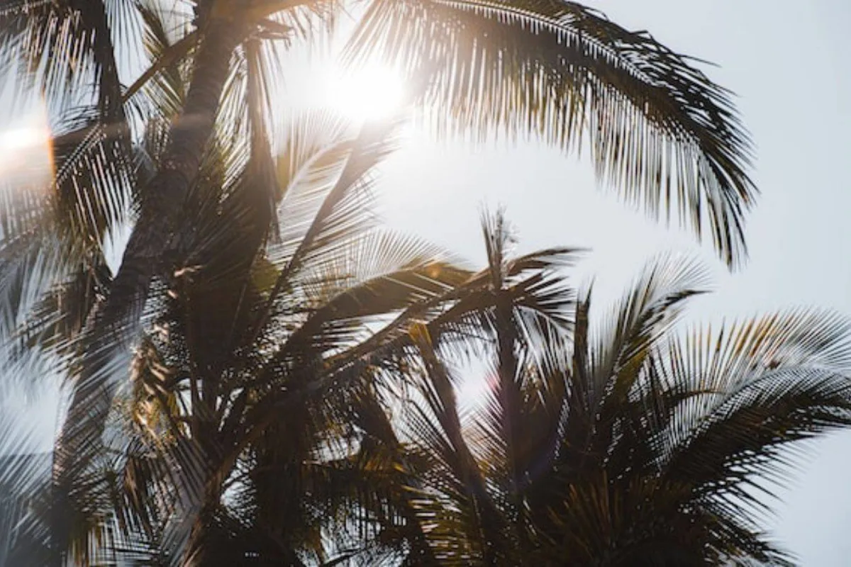 شجرة النخيل