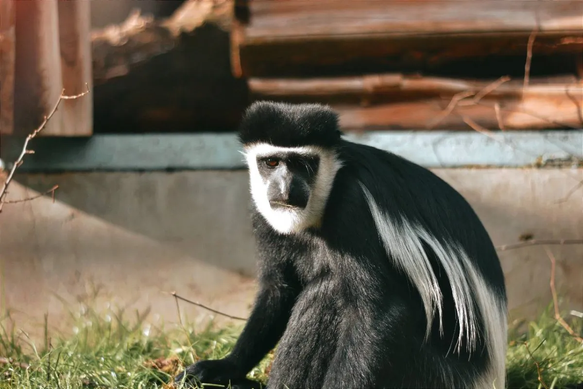 ولادة «قرد لانجور» المهدد بالانقراض