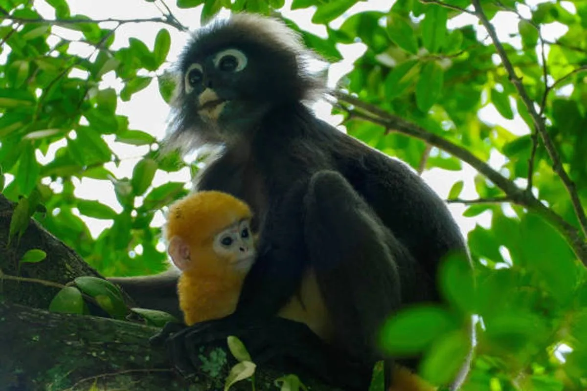 ولادة «قرد لانجور» المهدد بالانقراض