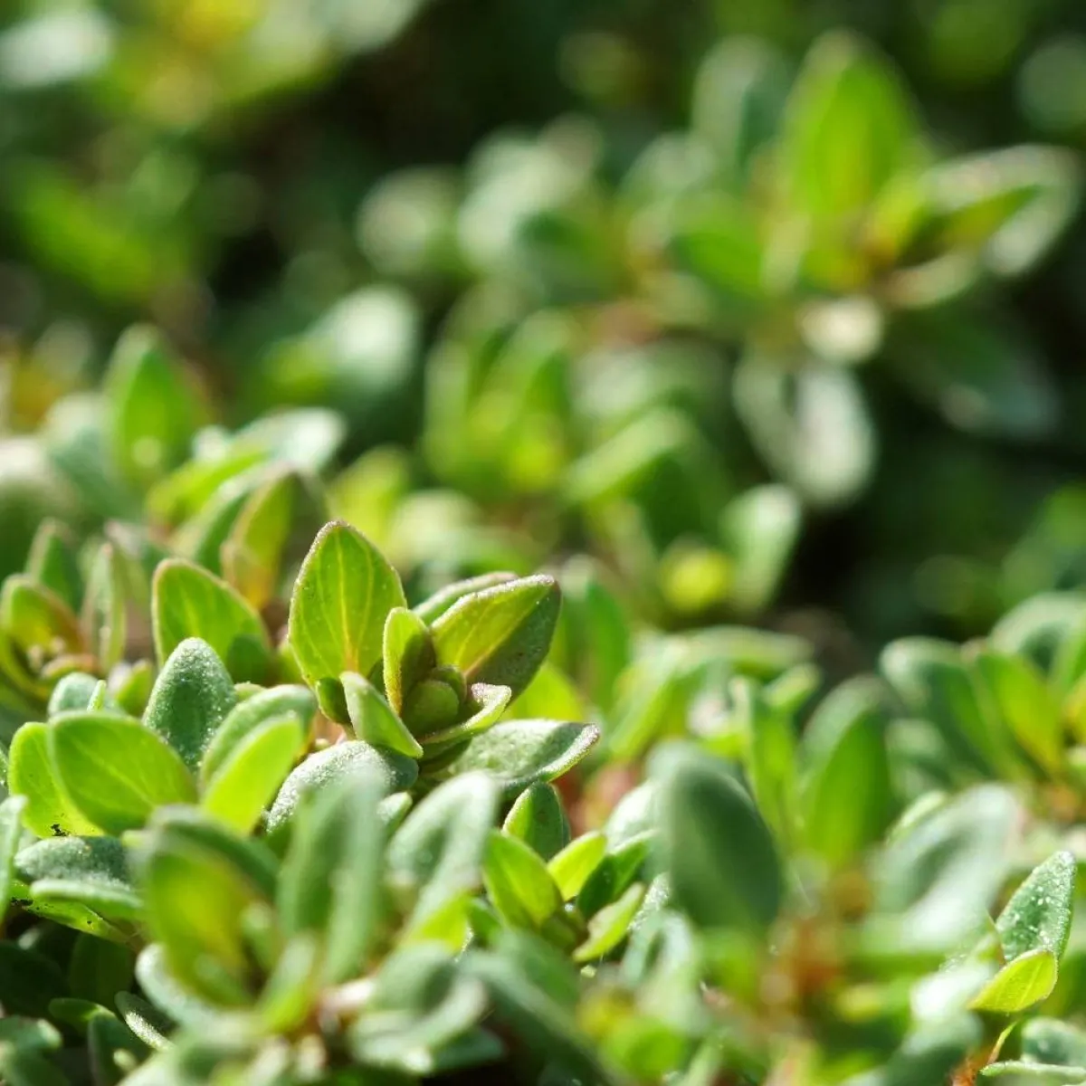 صورة لنبات الزعتر