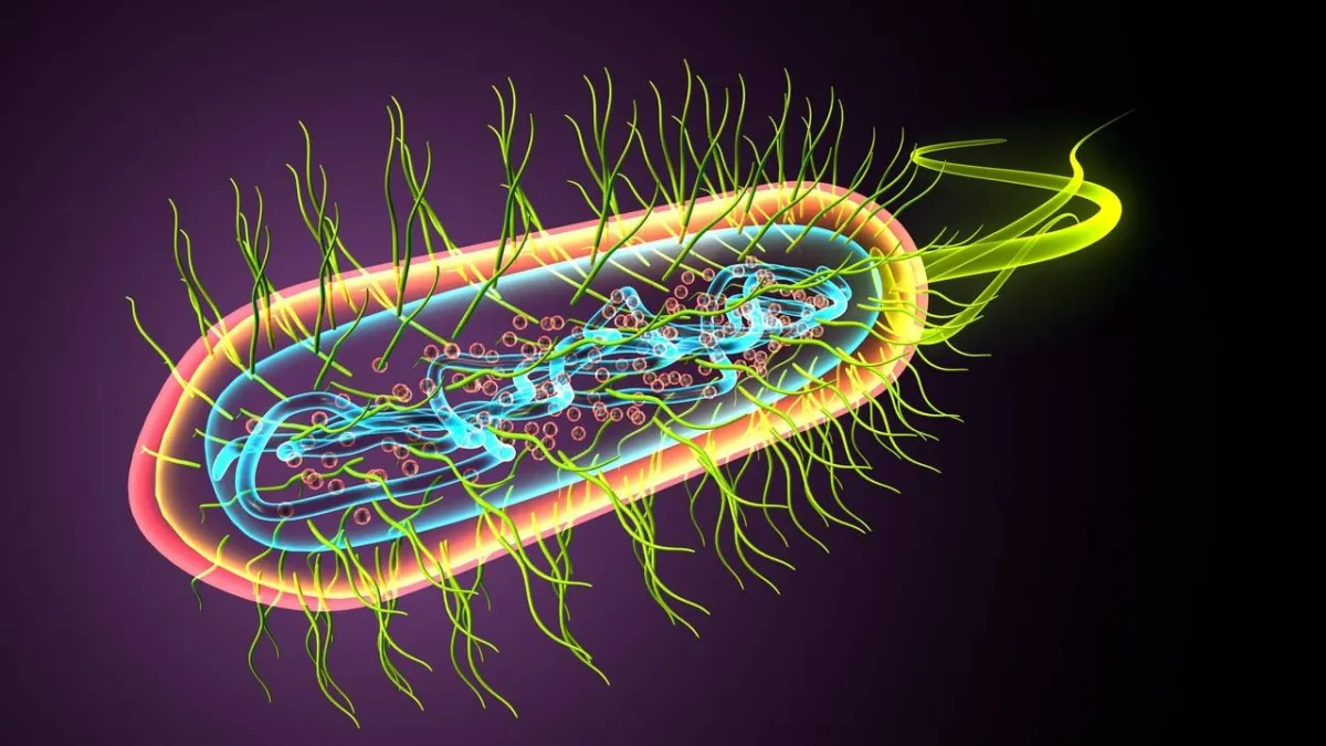 صورة لجرثومة المعدة