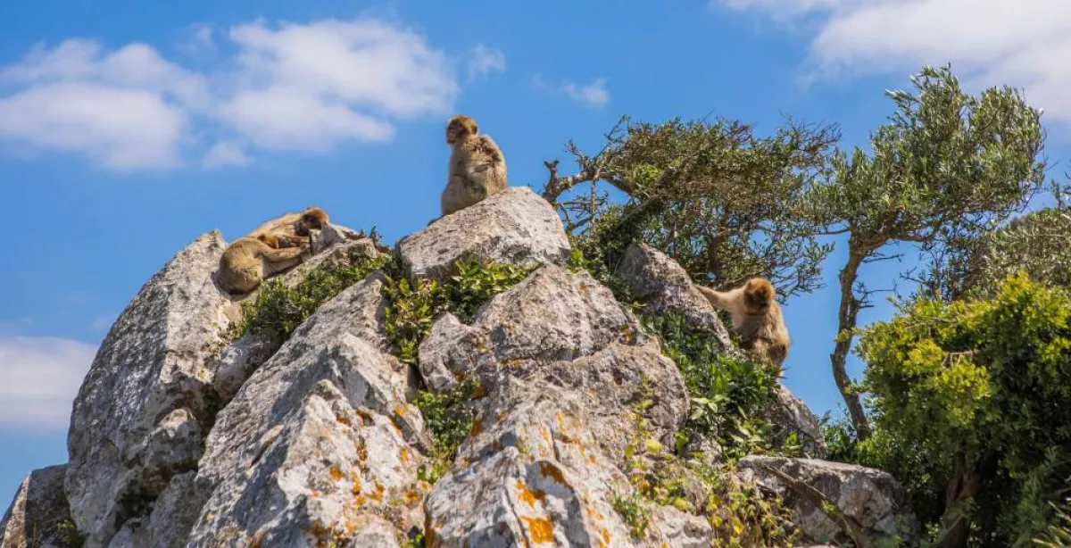 محمية «آبر روك»