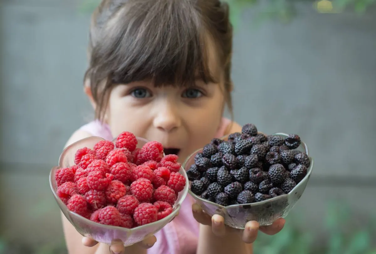 صورة طفلة تحمل أطباق التوت