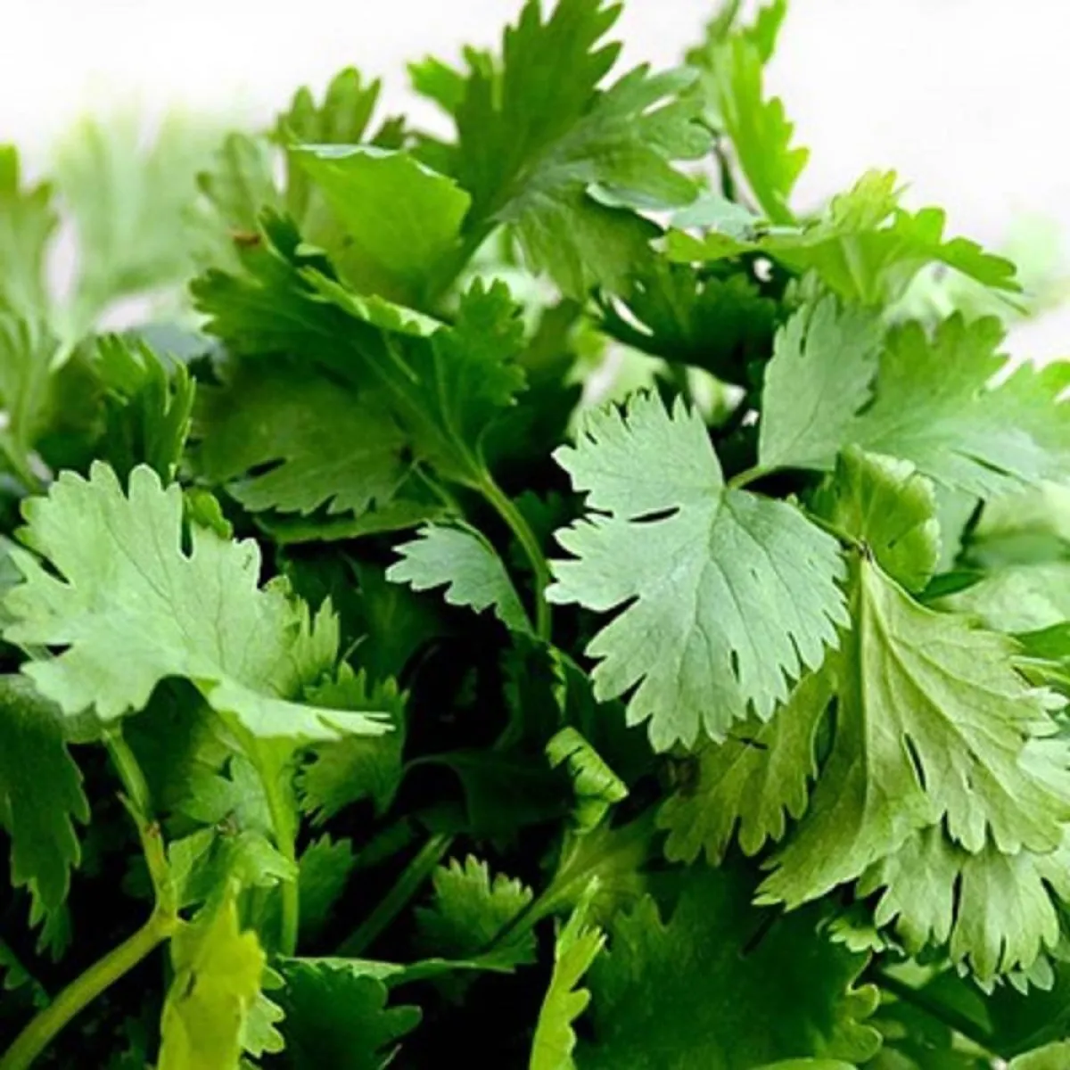 صورة لأوراق البقدونس