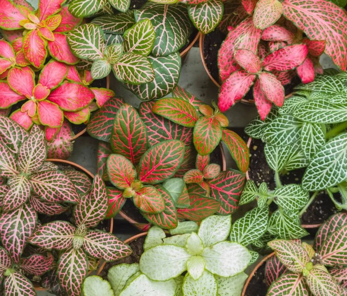 "نبات العصب"