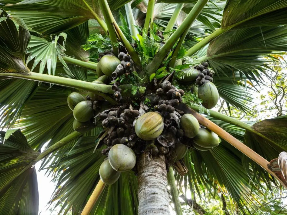 تنمو الشجرة في جزر براسلين وكوريوز - الصورة من pexels