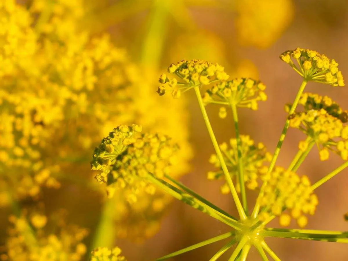 فوائد شرش الزلوع للنساء  (المصدر: Shutterstock)