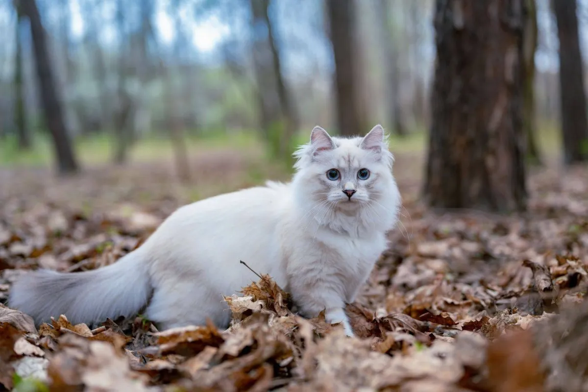 القطة البيضاء 