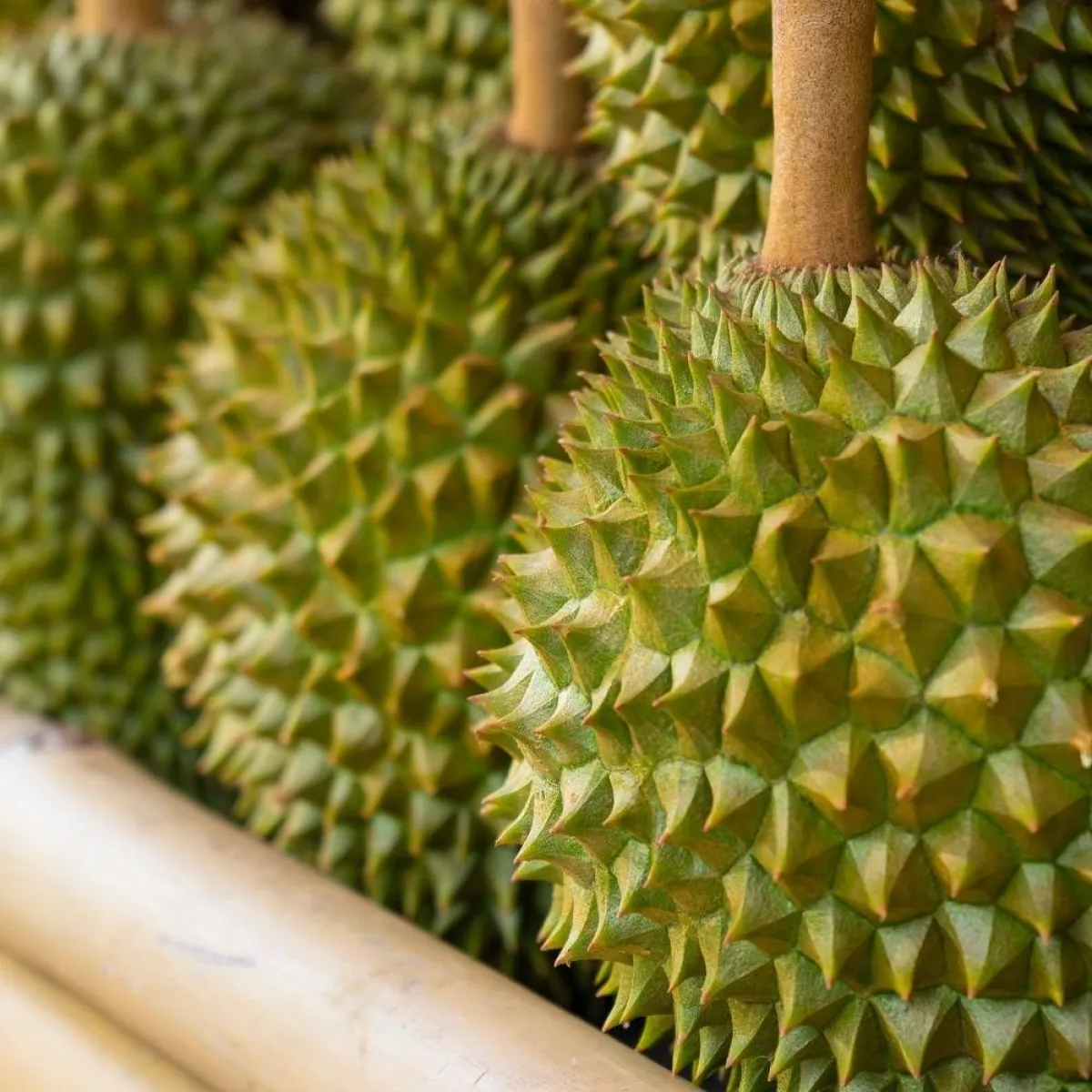 صورة لعدد من فواكه الدوريان