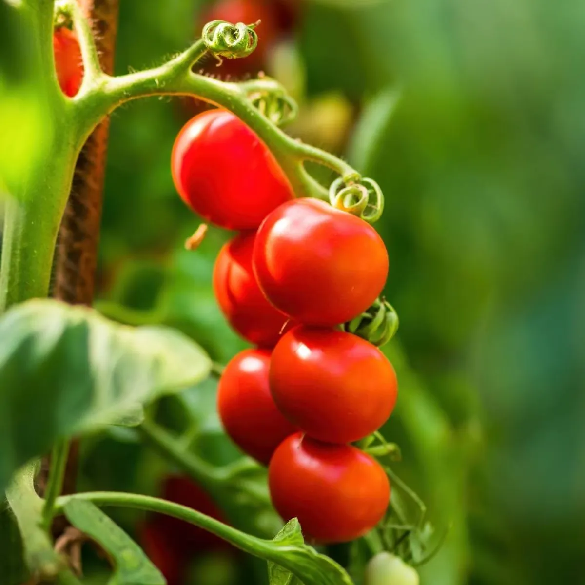 صورة لعنقود من الطماطم