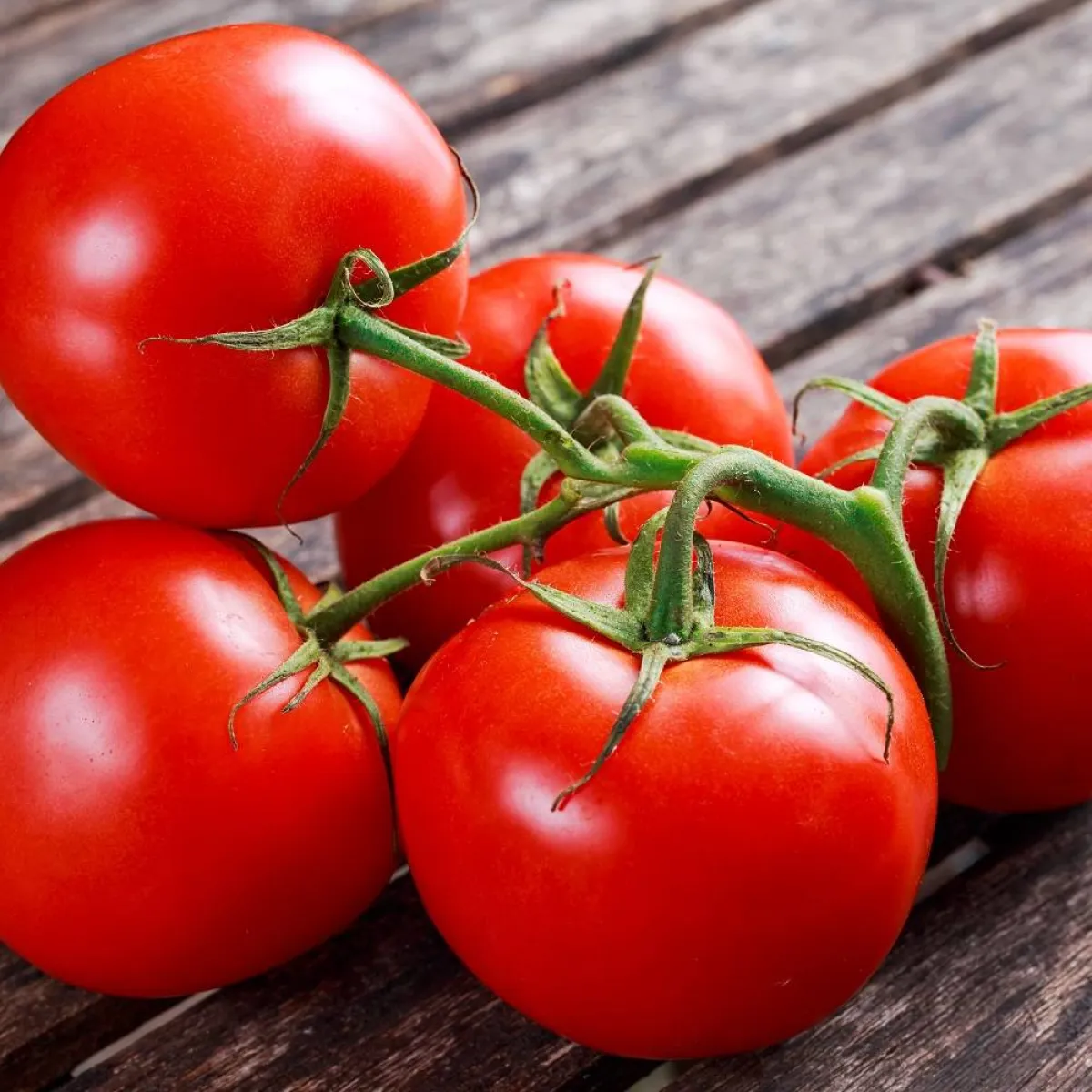 صورة لعدد من ثمار الطماطم