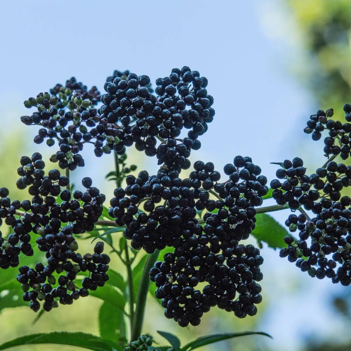 صورة لشجرة البيلسان المثمرة