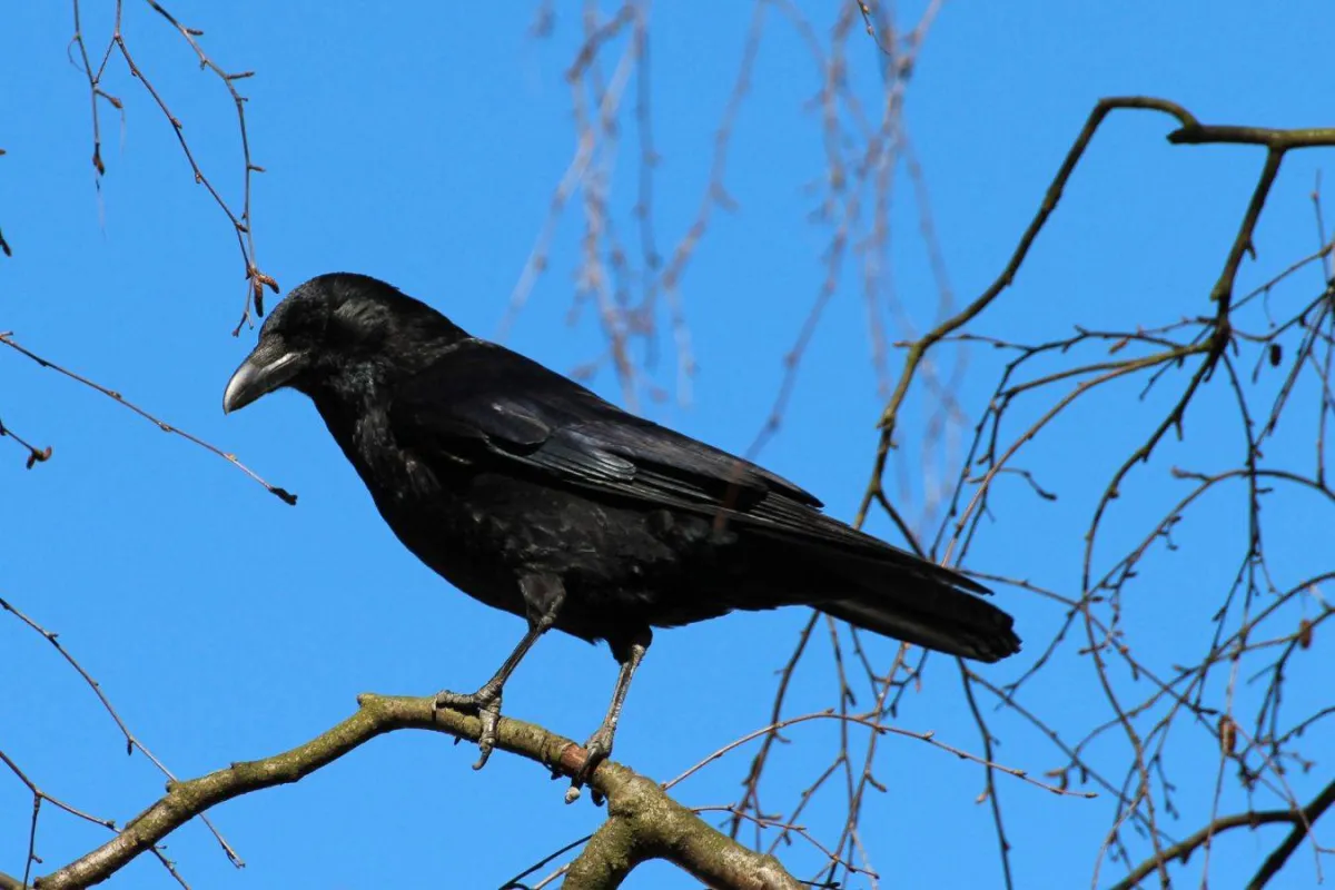 الغربان أذكى مما نعتقد