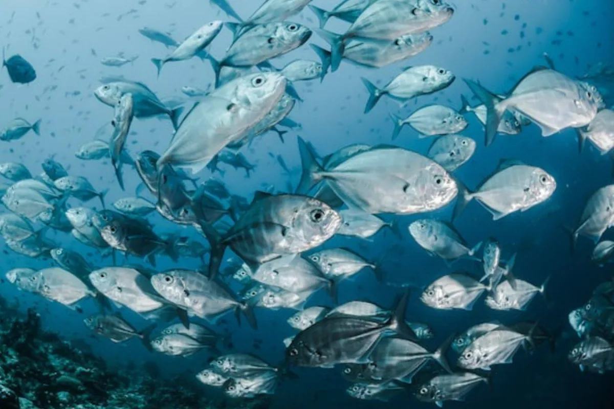 عالم البحار