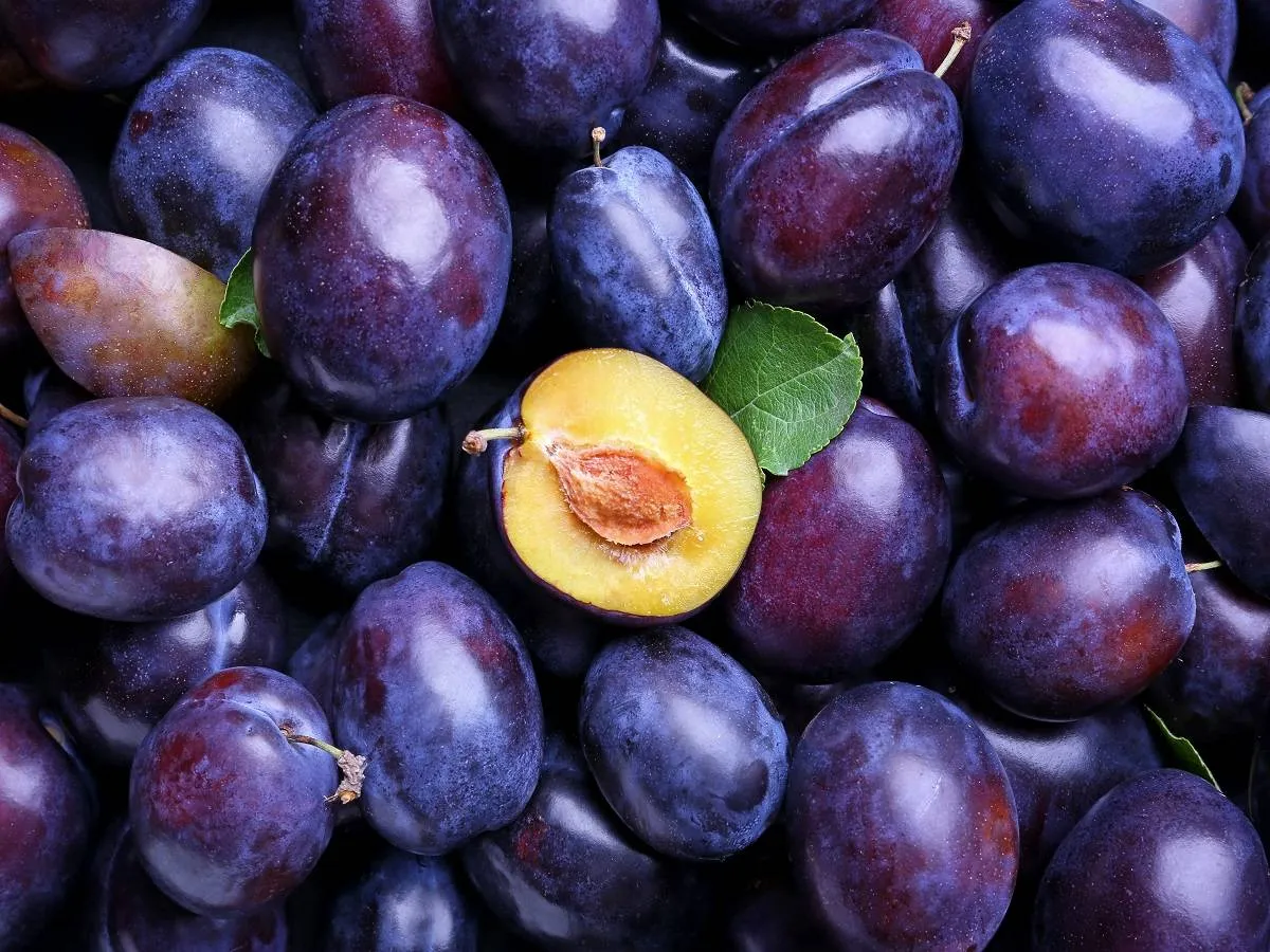 صورة لفاكهة البرقوق