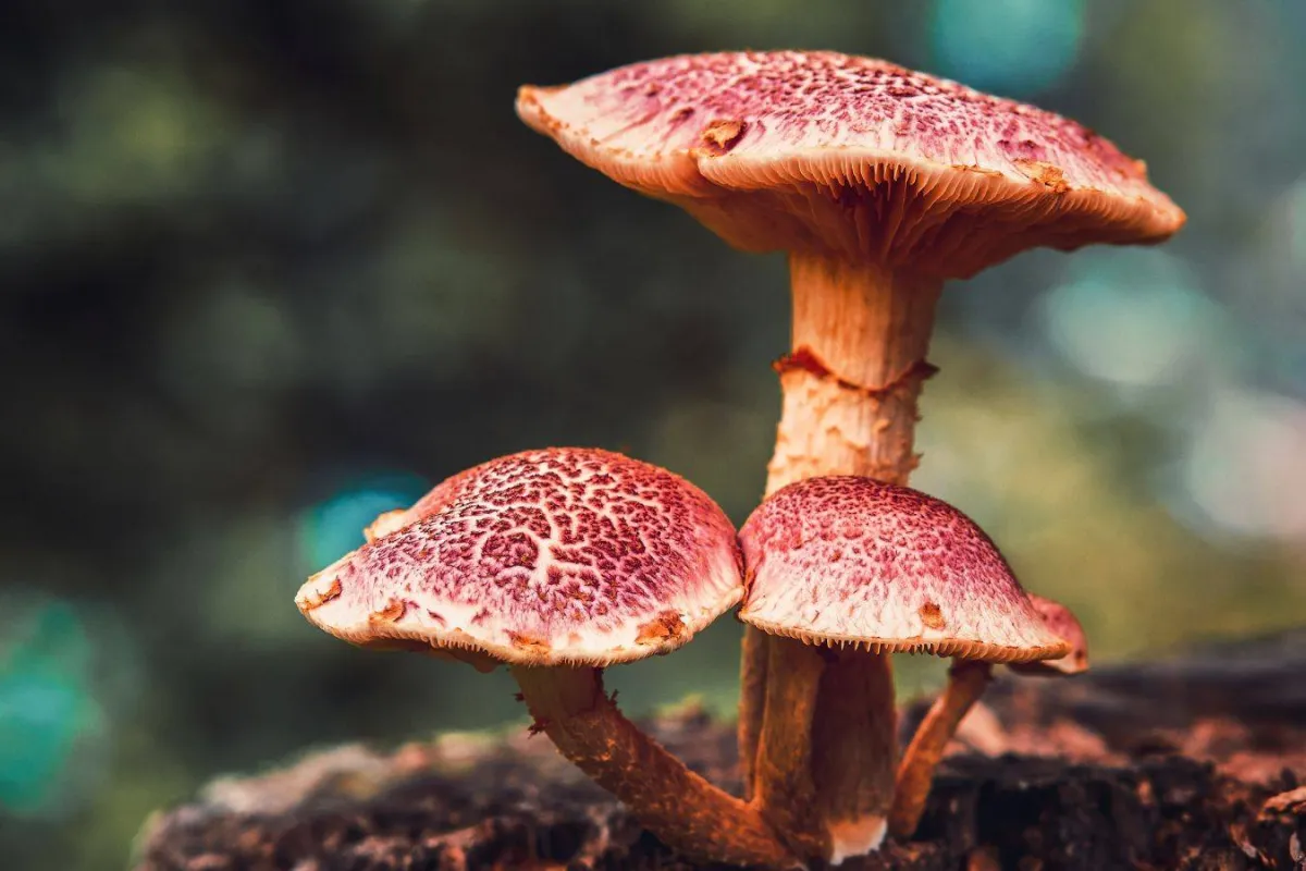 الفطريات والمرجان تسكن الكتب القديمة 