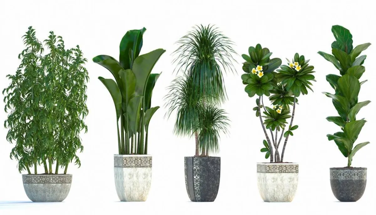 النباتات الداخليّة