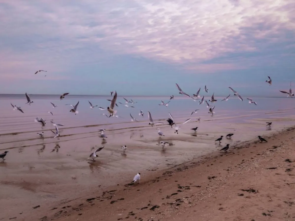 دراسة: الغربان أذكى مما نعتقد..!