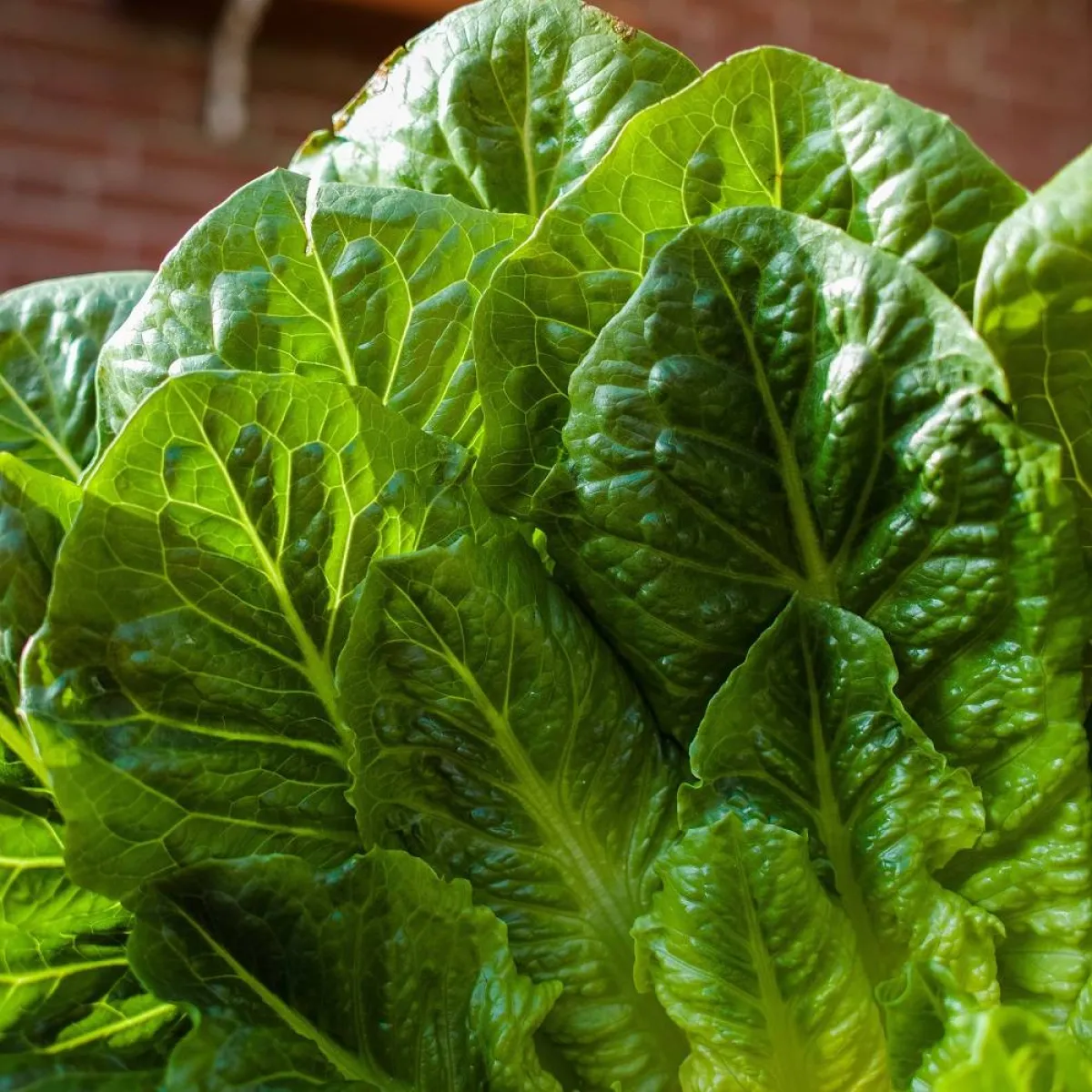 صورة لأوراق خضراء