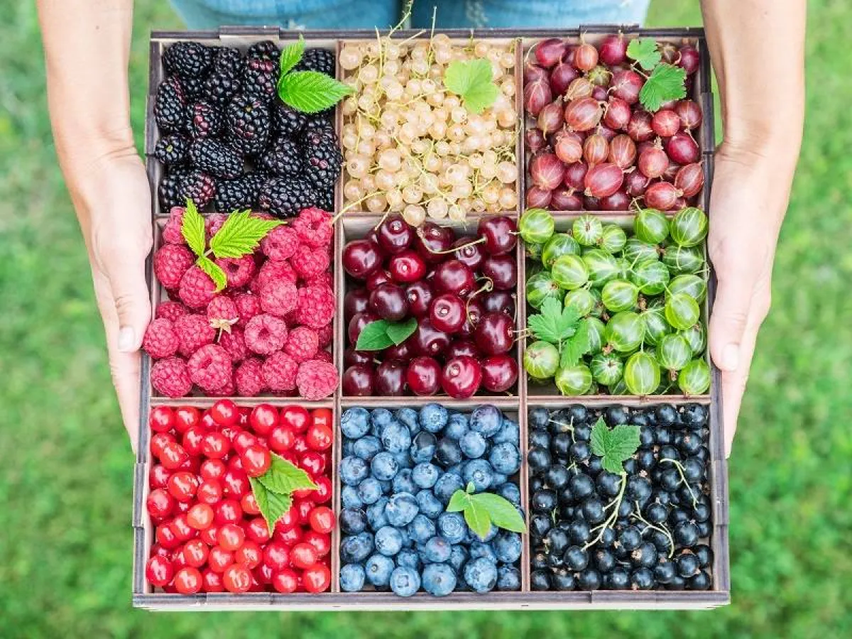 التوت والعنب من الفواكه الغنية بمضادات الأكسدة التى تساعد فى تعزيز الدورة الدموية -المصدر: Adobe.stock