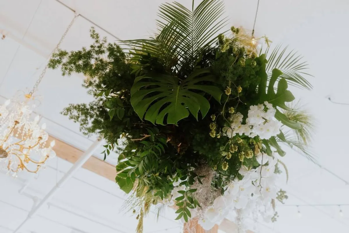 نباتات الزينة